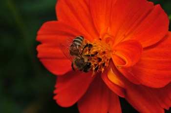 Botanical Gardens, Washington DC