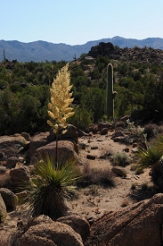 Wikieup, Arizona