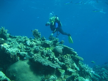 Diving in Fiji