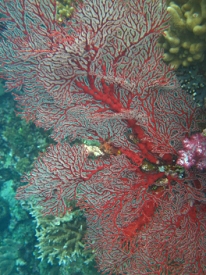 Diving in Fiji