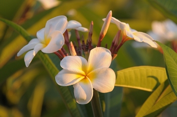 Maui, Hawaii