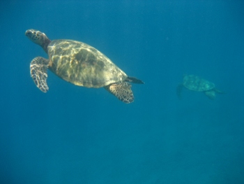 Diving around Maui