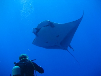 Diving around Maui (Molokini crater back wall)