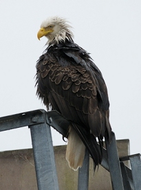 Ketchikan, Alaska