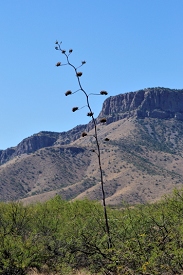 Kartchner Caverns, Arizona