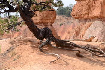 Bryce Canyon, Utah