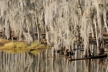 bayou, near New Orleans