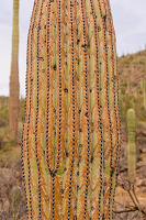 2/13/2021<br>Colors on an older Saguaro cactus
