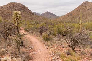 2/13/2021<br>The trail beckons...