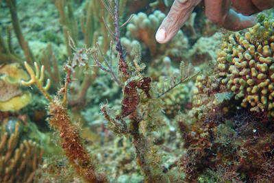 Longsnout Seahorse<br>September 27, 2015