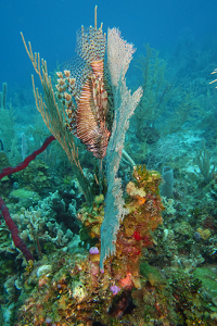 Lionfish hiding on a fan<br>September 28, 2015