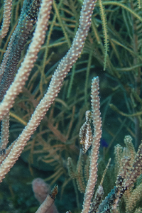 Slender Filefish<br>September 28, 2015