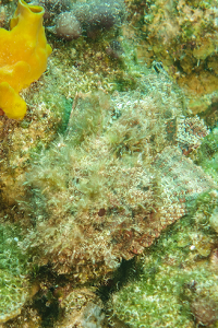 Scorpionfish, well camouflaged<br>October 1, 2015
