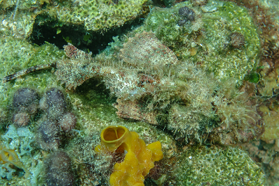 Scorpionfish, well camouflaged<br>October 1, 2015