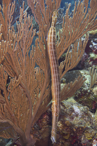 Trumpetfish<br>September 27, 2016