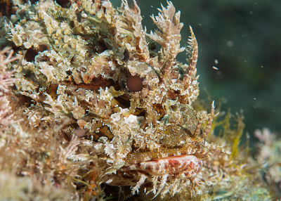 Scorpionfish profile, San Pedro Island, Mexico<br>7/22/2017 - 10:25:48 AM