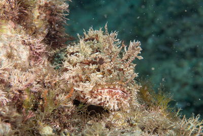 Scorpionfish<br>7/22/2017 - 10:26:12 AM