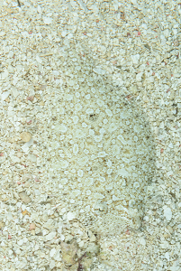 Flounder blends into the sand<br>September 29, 2017