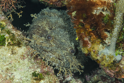 Toadfish<br>September 30, 2017