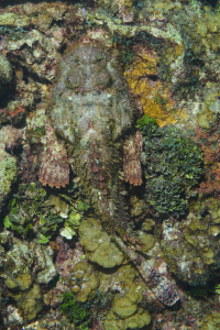 Scorpionfish<br>September 30, 2017