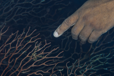 David points to a small decorator crab<br>October 1, 2017