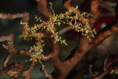 Decorator Crab<br>October 1, 2017