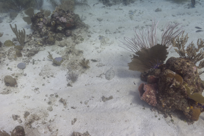 Peacock Flounder<br>October 4, 2017