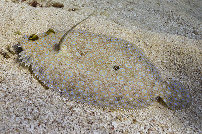 Peacock Flounder<br>October 4, 2017