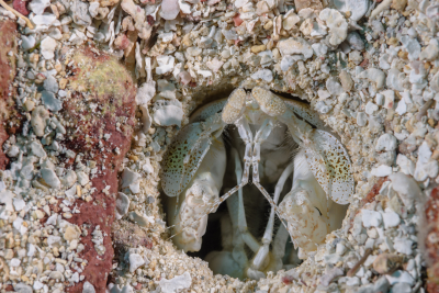 Tiger Mantis Shrimp<br>October 5, 2017