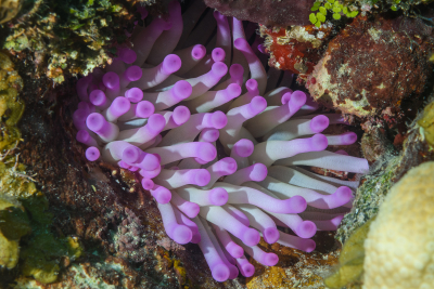 Banded Clinging Crab under that Anemone<br>October 6, 2017