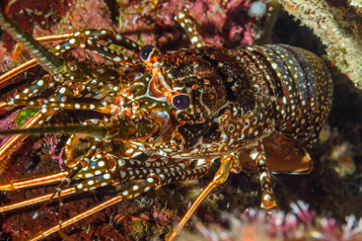 Spotted lobster - blends in somewhere.  <br>September 28, 2018