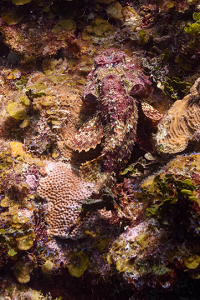 Scorpionfish<br>October 1, 2018