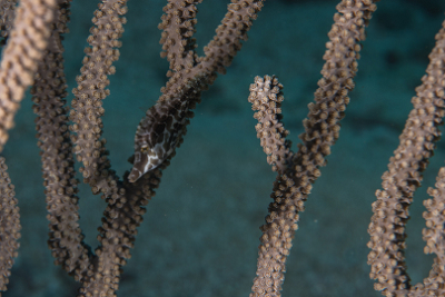 March 18, 2019<br>Now you see him, now you don't.  Filefish camouflage in action.