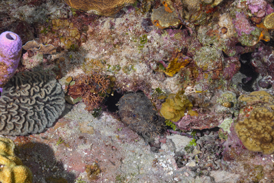 Toadfish (again - it's the same one every year! Roatan)<br>9/24/2019 - 11:21:02 AM