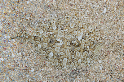 Another Peacock Flounder in Roatan<br>9/25/2019 - 2:45:18 PM