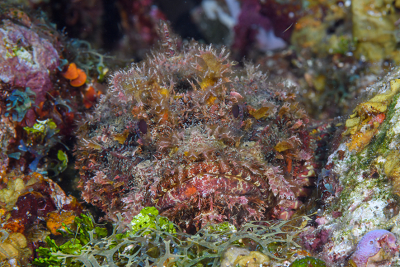 Scorpionfish, last view a small fish might see<br>9/26/2019 - 9:00:45 AM