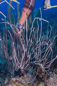 David points to a Slender Filefish<br>10/3/2019 - 11:18:51 AM