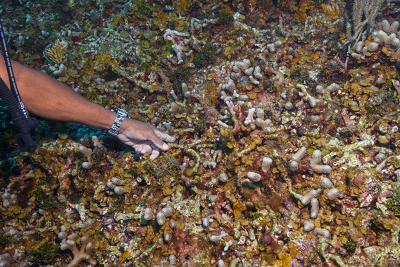 We had been moving along for several minutes over acres of this stuff when suddenly David stops, gets closer and points to a Lettuce Sea Slug.<br>10/3/2019 - 11:21:03 AM