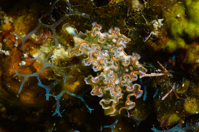 This is another Lettuce Sea Slug, taken with a macro lens.  About an inch long.<br>10/3/2019 - 2:33:00 PM