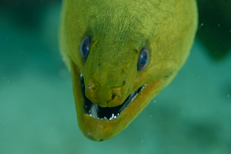 Green Moray Eel, Roatan<br>September 25, 2016