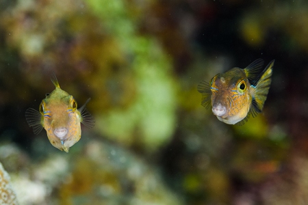 Sharpnose Puffer, Roatan<br>September 25, 2016