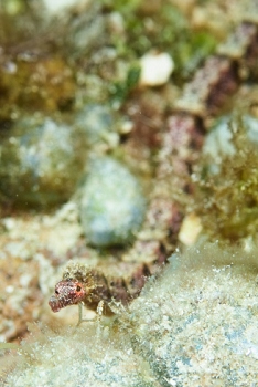 Pipefish, Roatan<br>September 27, 2016