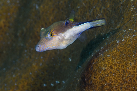 Sharpnose Puffer, Roatan<br>September 27, 2016