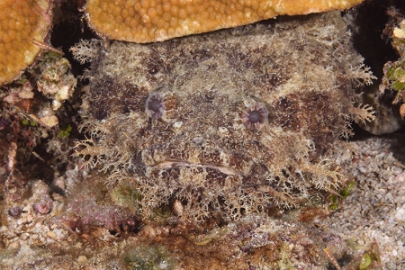 Toadfish, Roatan<br>September 24, 2017
