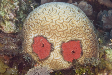Grooved Brain Coral with Red Boring Sponges, Roatan<br>September 25, 2017