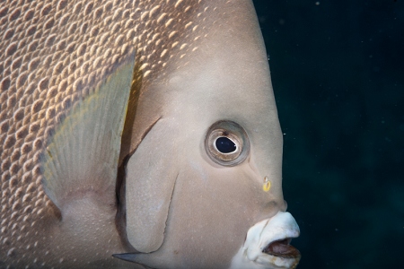 Gray Angelfish, Roatan<br>September 25, 2017