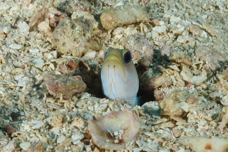 Yellowheaded Jawfish, Roatan<br>September 27, 2017<br>