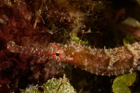 Pipefish, Roatan<br>September 28, 2017