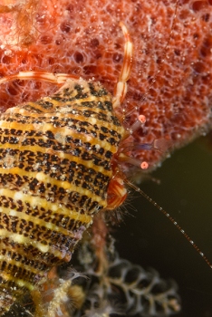 Heermit Crab, Roatan<br>September 28, 2017