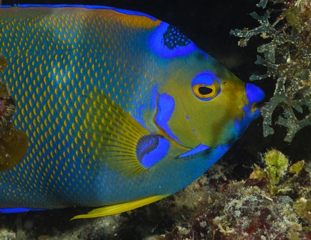 Queen Angelfish, Roatan<br>September 28, 2017